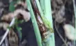 Blackleg