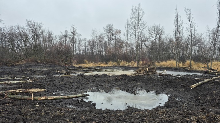 wetland under construction with a large puddle and fallen trees